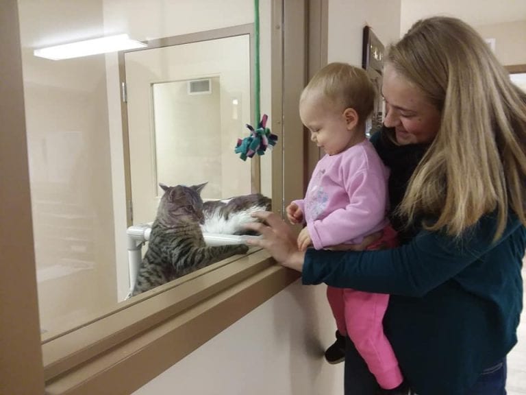 Brainerd Animal Shelter Photo Gallery Heartland Animal Rescue Team