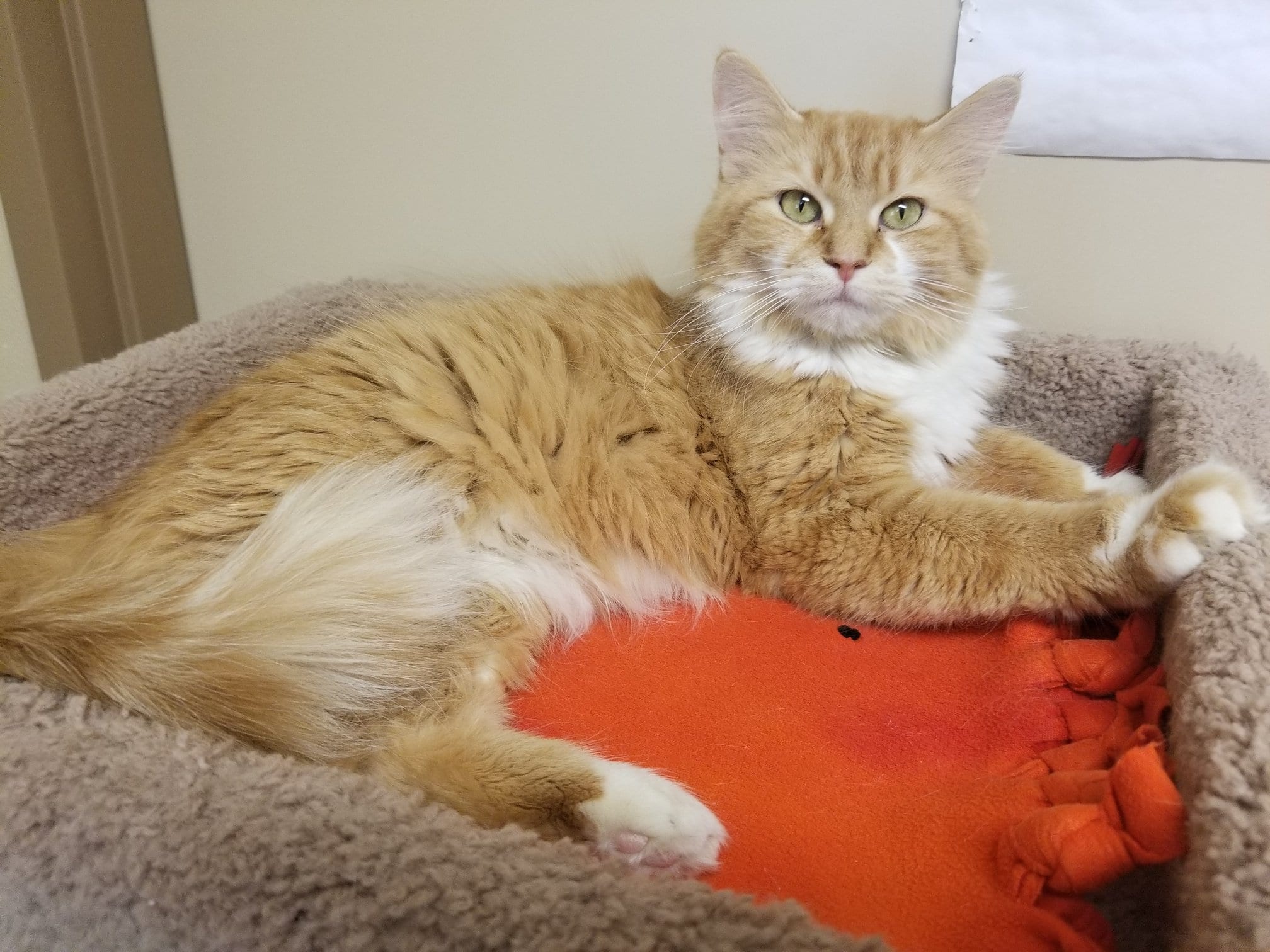 Brainerd Animal Shelter Photo Gallery Heartland Animal Rescue Team