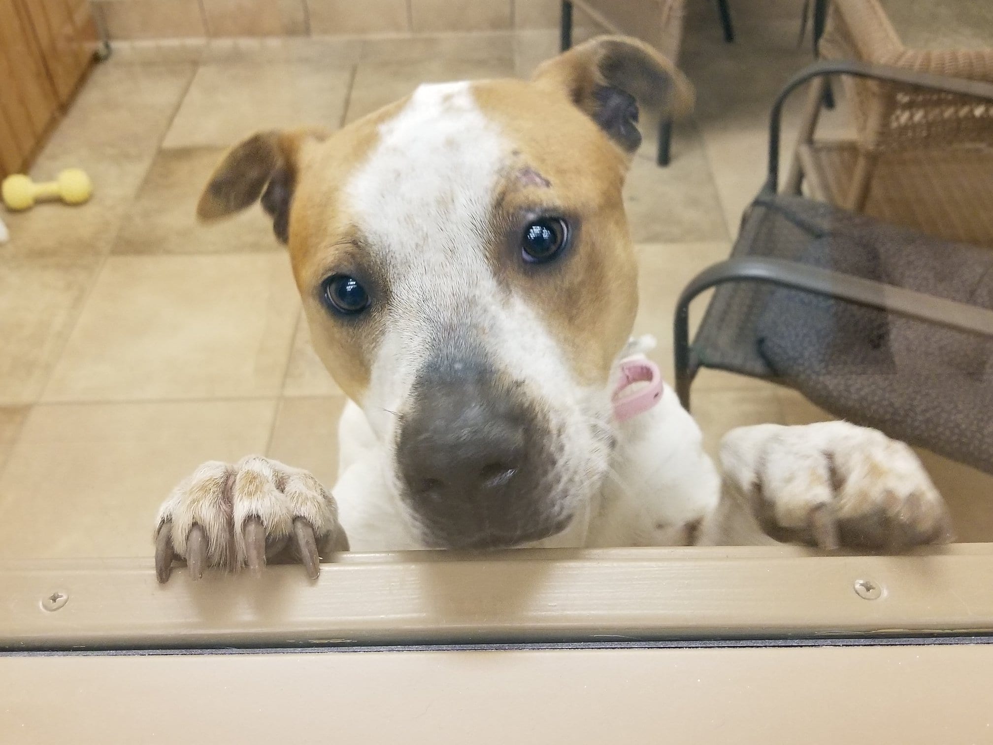Brainerd Animal Shelter Photo Gallery Heartland Animal Rescue Team