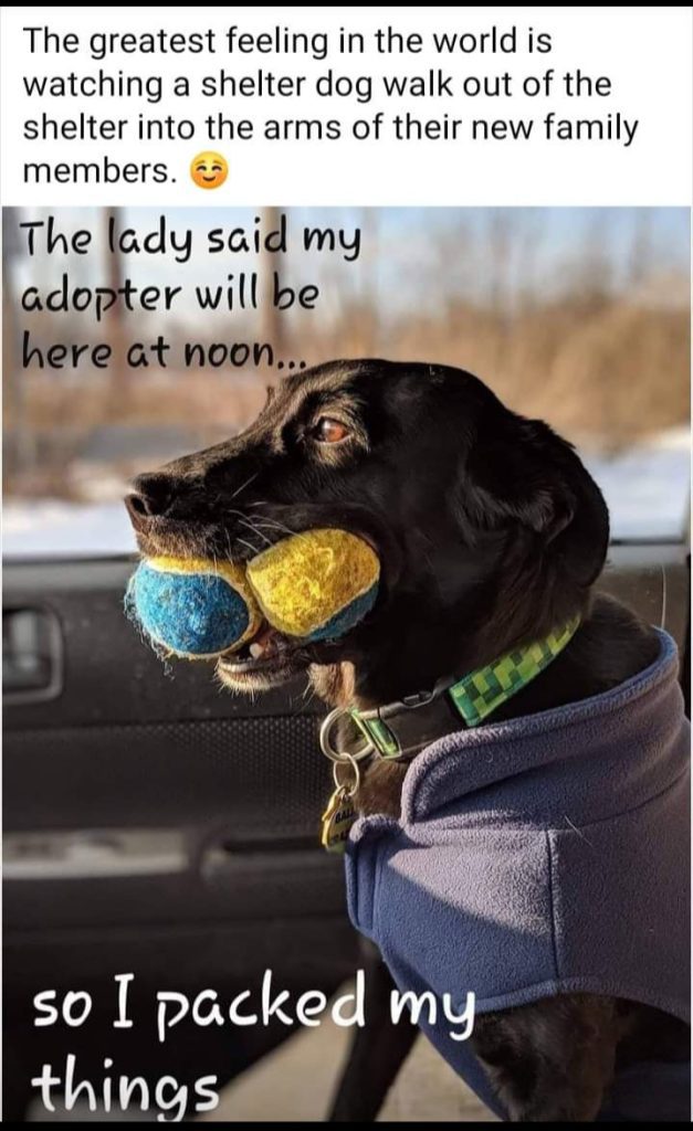 Brainerd Baxter Animal Shelter Heartland Animal Rescue Team MN